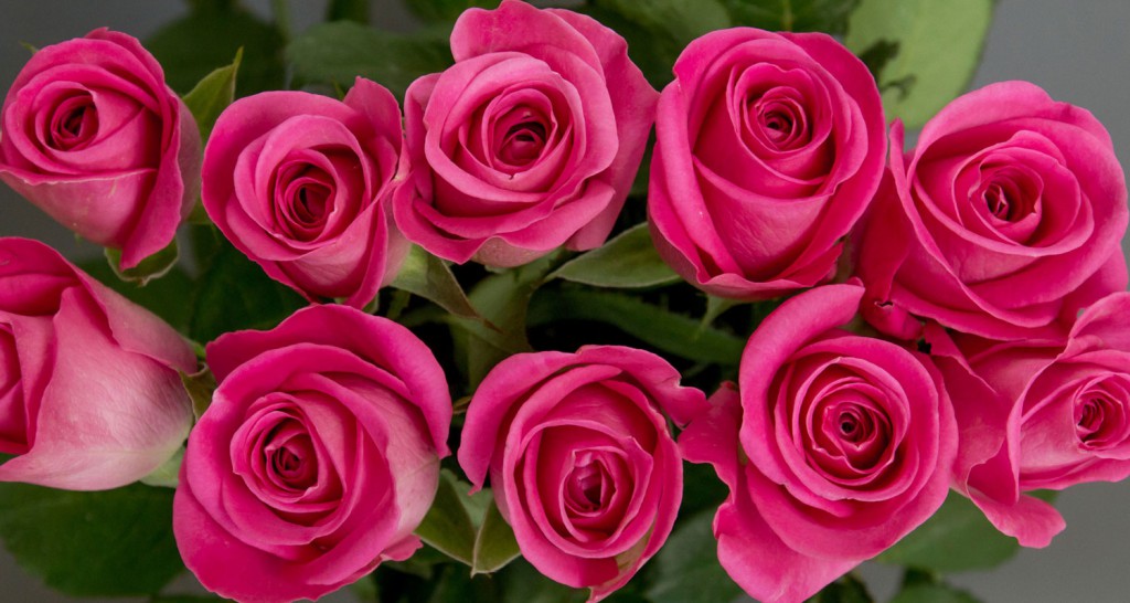 H3O rose variety