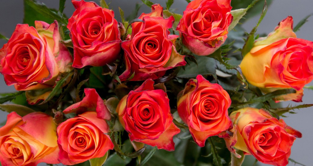 Inka rose variety