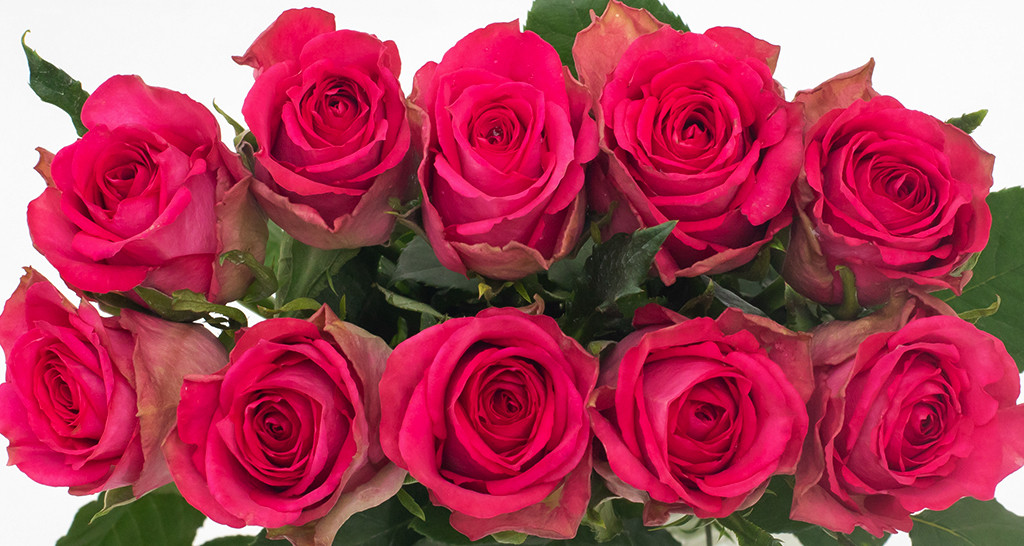 Madam Pink rose variety