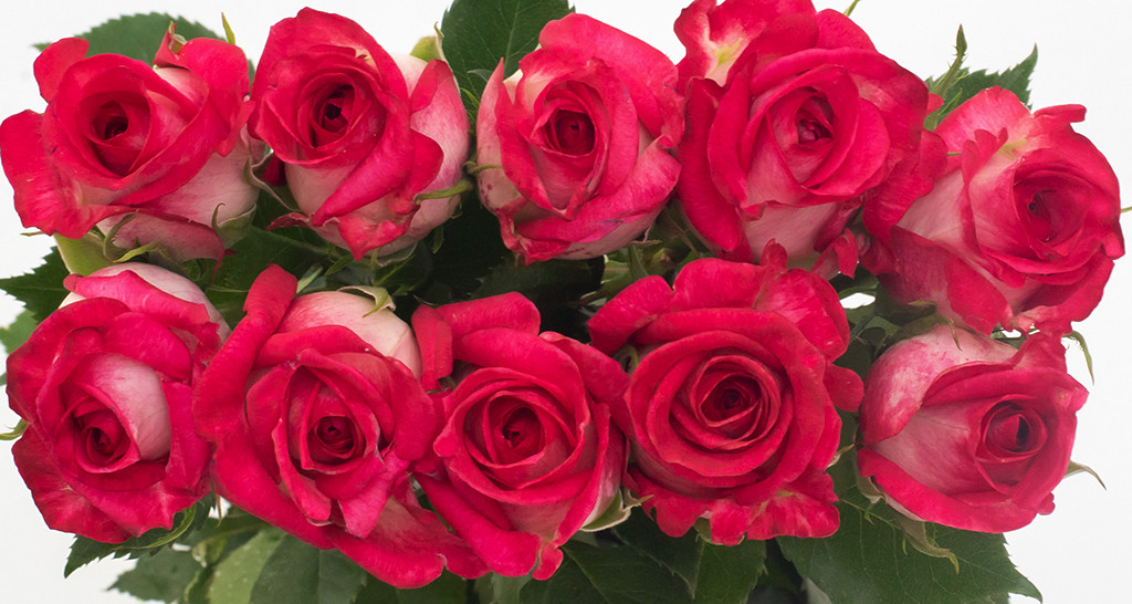Clarion rose variety